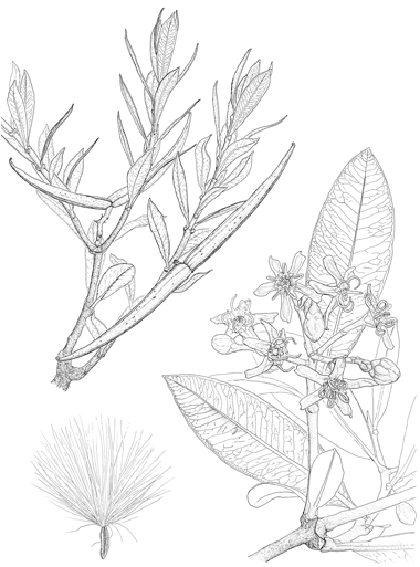 Periploca laevigata